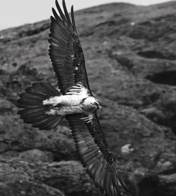 پرواز پرنده هما بر فراز آسمان ایران+عکس