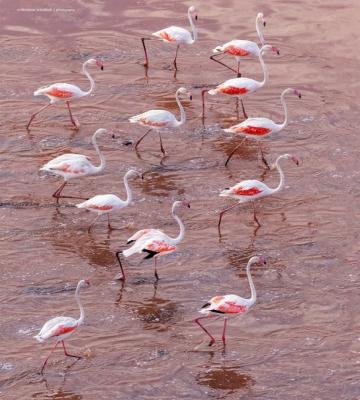 فلامینگوهای دریاچه مهارلو در شیراز