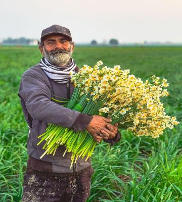 تصویری زیبا از یک پدر زحمت‌کش در حال برداشت گل نرگس