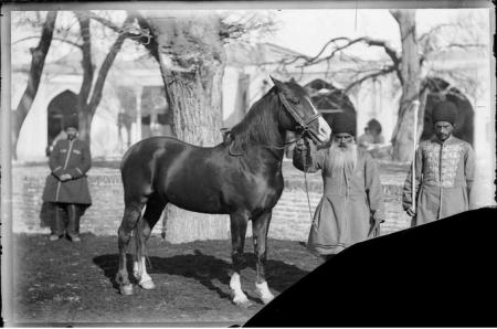 تصویری از اسب دربار ناصرالدین‌شاه