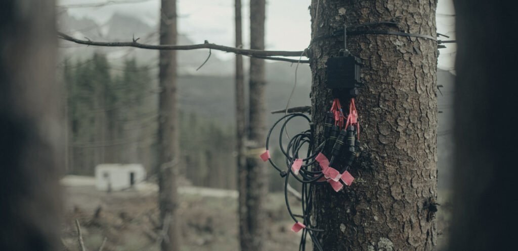 درختان کاج پیش از خورشیدگرفتی با یکدیگر صحبت می‌کنند